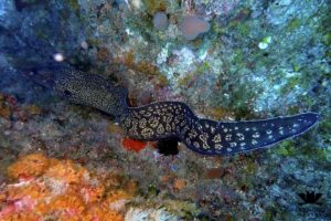 eel fish under the sea