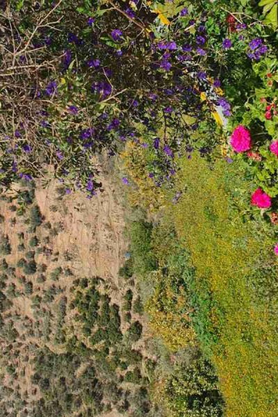 Wildflowers in May