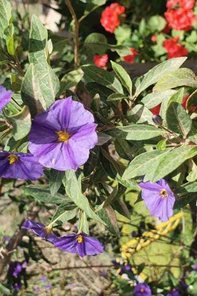 Wildflowers in May