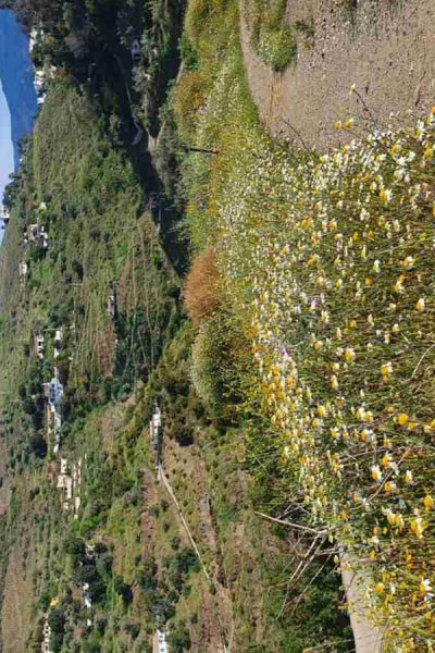Wildflowers in May and view of the countryside