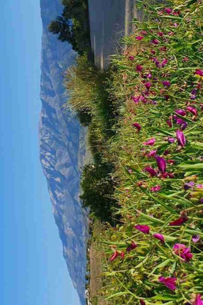 Wildflowers in May and view of Maroma