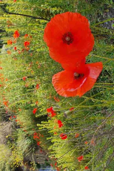 Poppies wildflowers in May